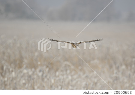 Powered by Translate Powered by Translate 20900698