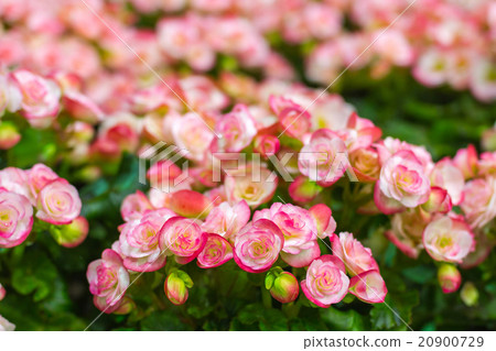 Begonia flowers in the garden Begonia flowers in the garden 20900729
