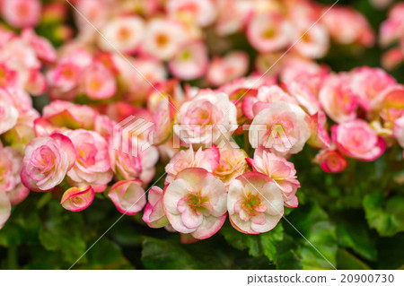 Begonia flowers in the garden Begonia flowers in the garden 20900730