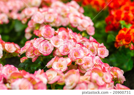 Begonia flowers in the garden Begonia flowers in the garden 20900731