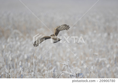 Powered by Translate 20900780