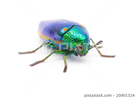 Beautiful Jewel Beetle 20901324