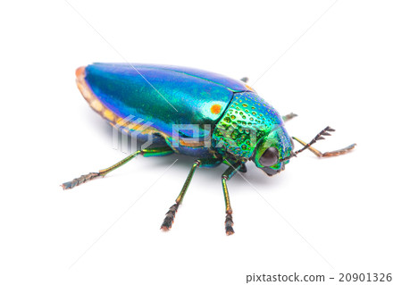 Beautiful Jewel Beetle  20901326