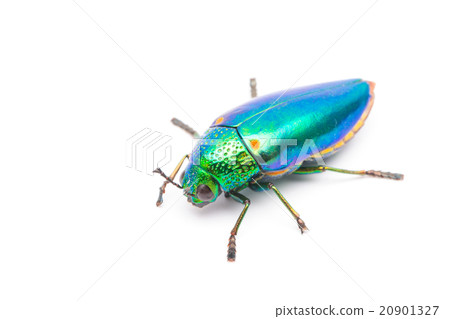 Beautiful Jewel Beetle Beautiful Jewel Beetle 20901327