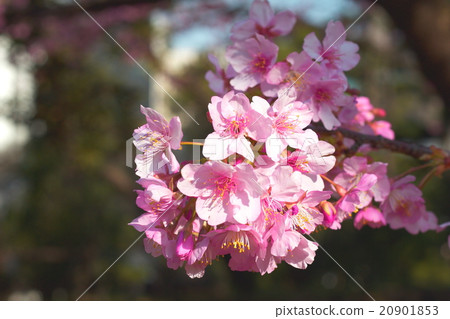 一棵櫻花花瓣 20901853