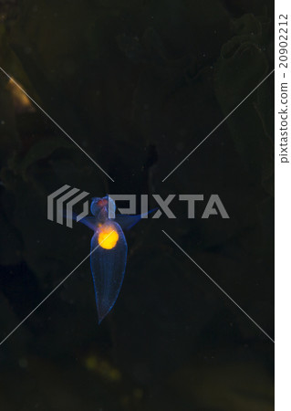 Clione 20902212