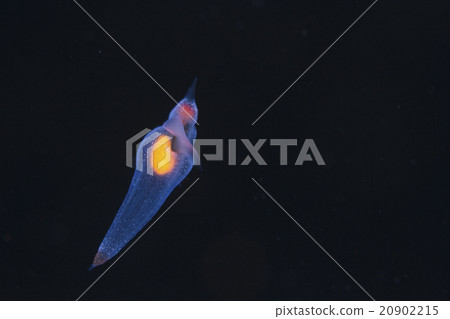 Clione 20902215