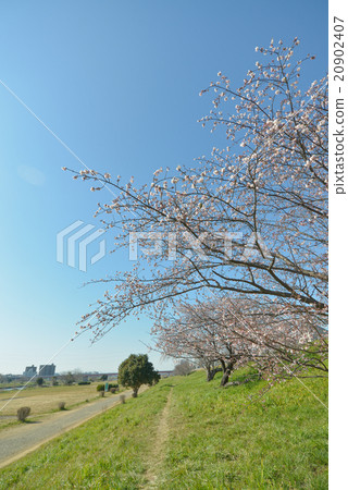 Cherry blossoms Cherry blossoms 20902407