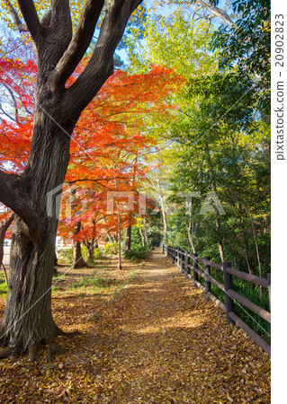 Autumn leaves trees 20902823