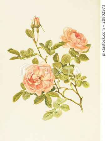 Antique illustration "Rose" 20902973