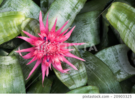 Bromeliad flower 20903325