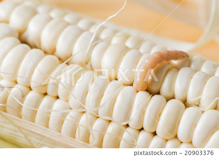 worm eat white corn worm eat white corn 20903376