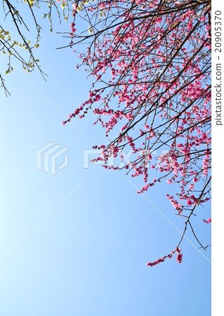 Copy space with red velvet full bloom and blue sky 20905370