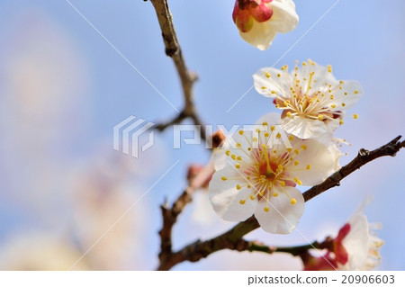 白色李子開花和藍天復制空間 白色李子開花和藍天復制空間 20906603
