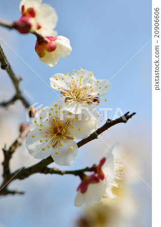 白色李子開花和藍天復制空間 白色李子開花和藍天復制空間 20906606