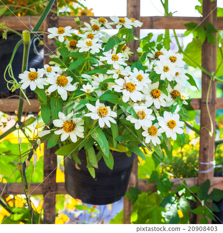 Beautiful white Narrowleaf Zinnia 20908403
