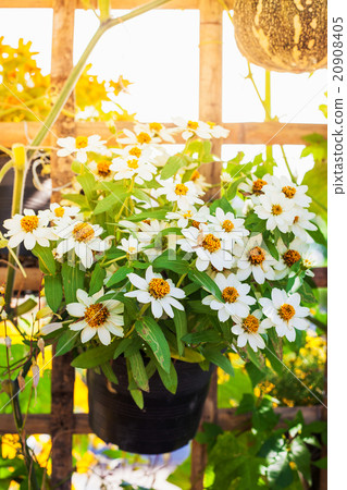 Beautiful white Narrowleaf Zinnia Beautiful white Narrowleaf Zinnia 20908405