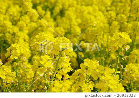 Spring has come · Rape blossoms bloom 20912328