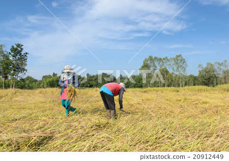 Thai farmer harvesting rice in the rice field Thai farmer harvesting rice in the rice field 20912449