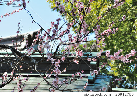Kamakura in early spring (Egami Tenjin company) 20912796