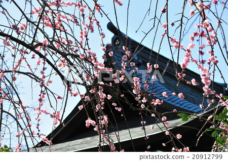 Kamakura of early spring (Bao Temple) 20912799