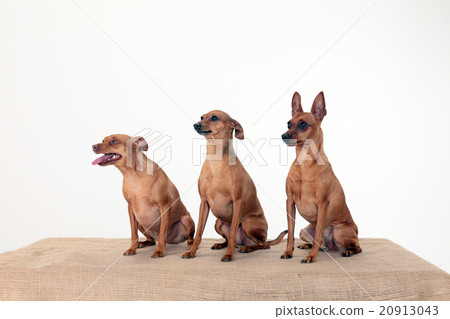 三隻小狗，一個針盾和一個混合物 20913043