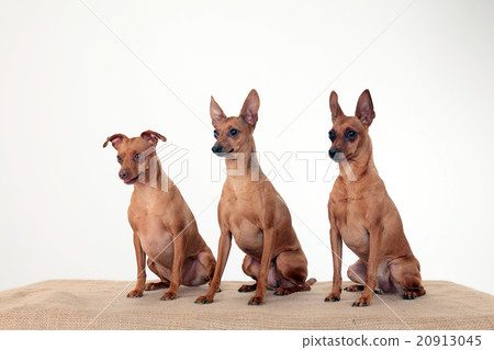 Miniature Pinscher Miniature Pinscher 20913045