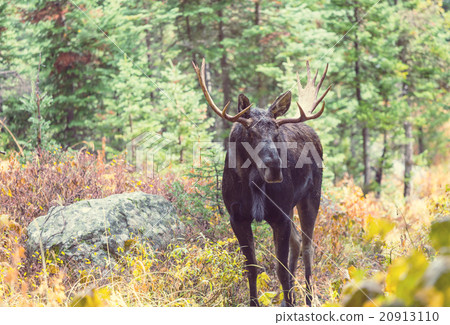 Moose 20913110