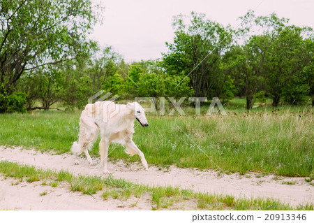 Beautiful White Russian Borzoi Borzaya Hunting Dog Beautiful White Russian Borzoi Borzaya Hunting Dog 20913346