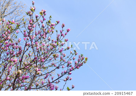Blooming magnolia tree Blooming magnolia tree 20915467