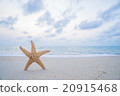 starfish on the beach 20915468