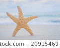 starfish on the beach 20915469