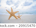 starfish on the beach 20915470