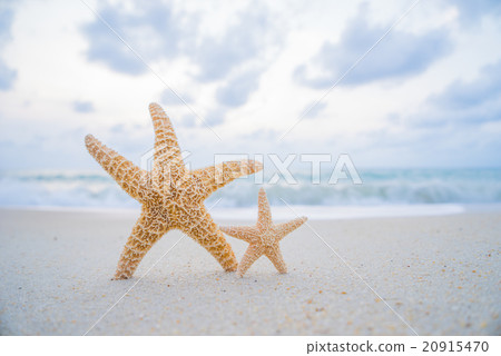 starfish on the beach 20915470