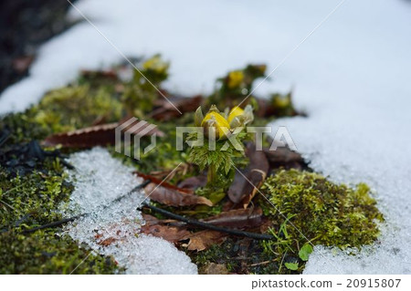 Fukusuge 3 blooming in a ruined village of the remaining snow 3 20915807