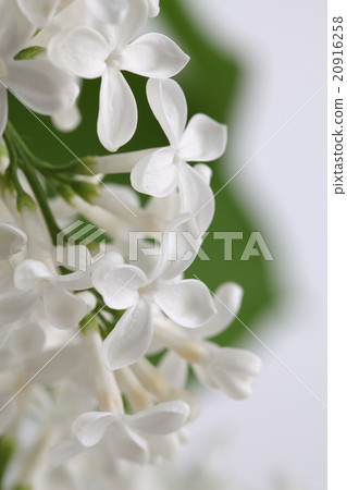 White lilac 20916258