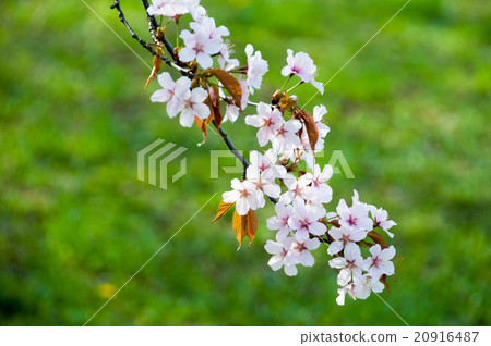 櫻花盛開 櫻花盛開 20916487