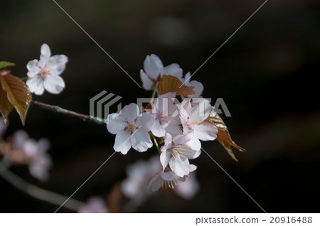 櫻花盛開 櫻花盛開 20916488