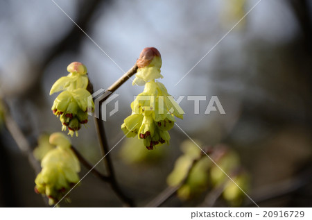 Tsumizuki告訴春天 20916729