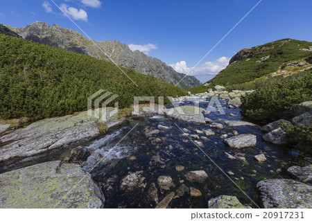 Roztoka Valley. Tatra National Park. High Tatr 20917231