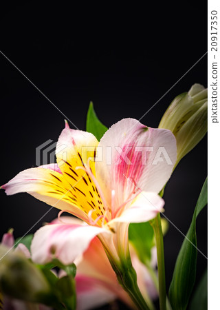 Alstroemeria, closeup, macro. 20917350