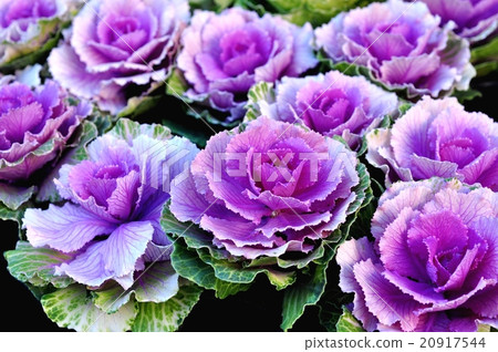 觀賞白菜 20917544