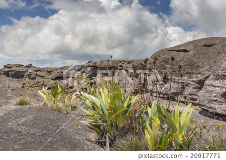 Bizarre ancient rocks of the plateau Roraima tepui Bizarre ancient rocks of the plateau Roraima tepui 20917771