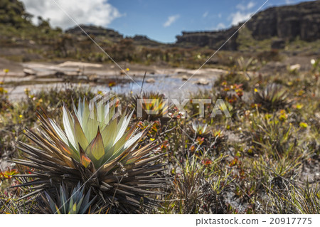 Bizarre ancient rocks of the plateau Roraima tepui Bizarre ancient rocks of the plateau Roraima tepui 20917775