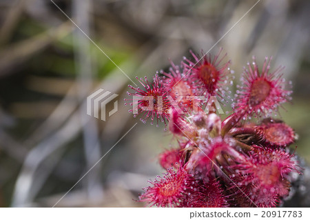 Drocera anglica flower close up. 20917783