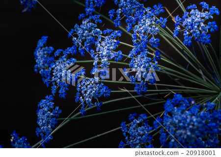 Race flower, closeup, macro. 20918001