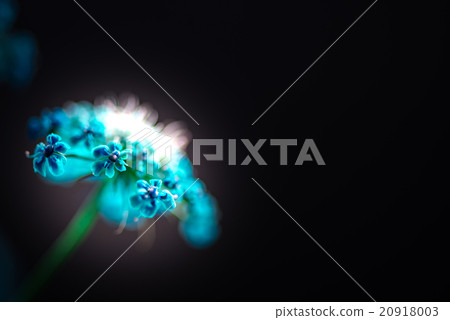 Race flower, closeup, macro. 20918003