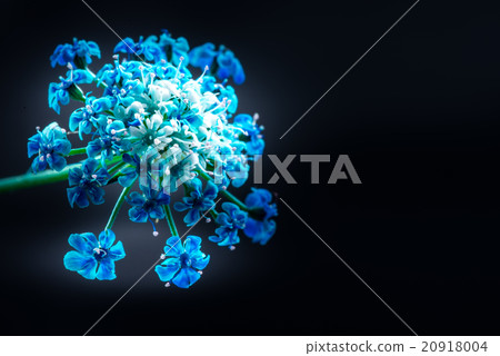 種族花，特寫鏡頭，宏指令。 20918004