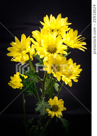 菊花,特寫鏡頭,宏指令。 菊花,特寫鏡頭,宏指令。 20918024