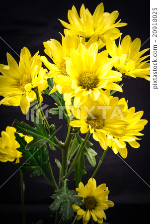 菊花，特寫鏡頭，宏指令。 20918025